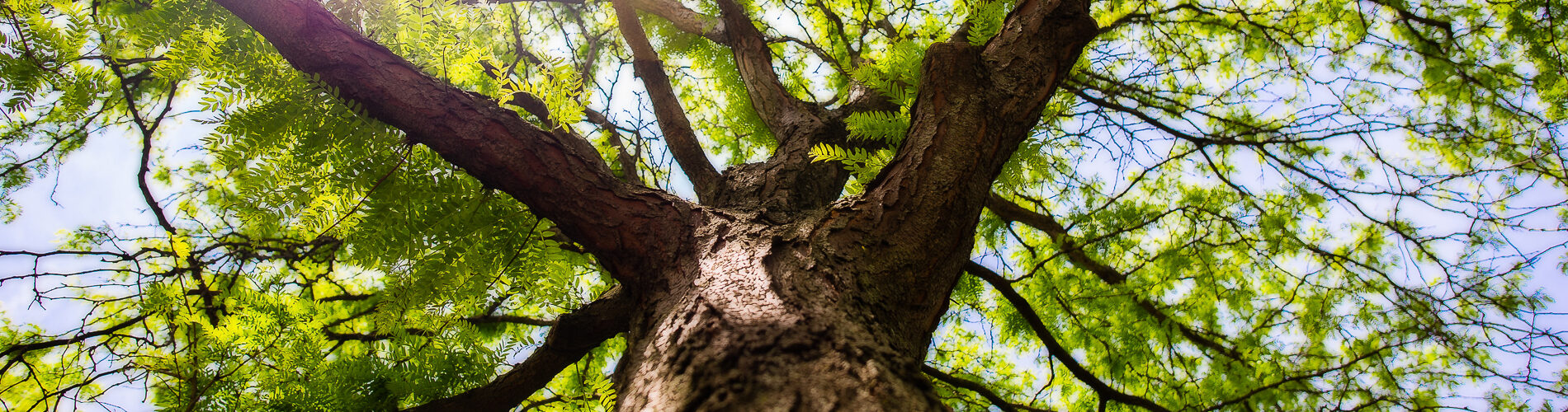 WI Tree Trimming