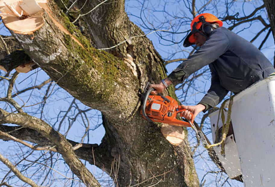 tree trimming in Port Wing