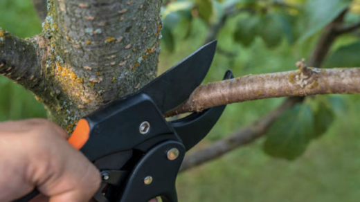 tree pruning types