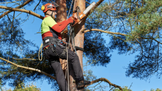 seasonal tree pruning in wisconsin