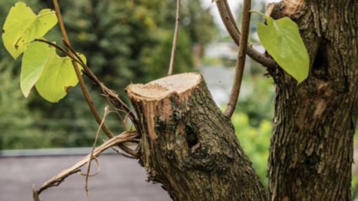 tree pruning mistake